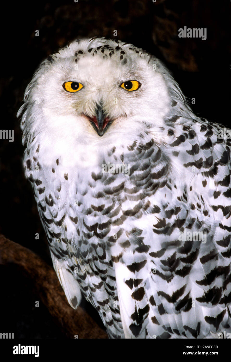 Snowy Owl' Nyclea scanbdiaca 'Weibliche. verletzten Vogel in Gefangenschaft, Stockfoto