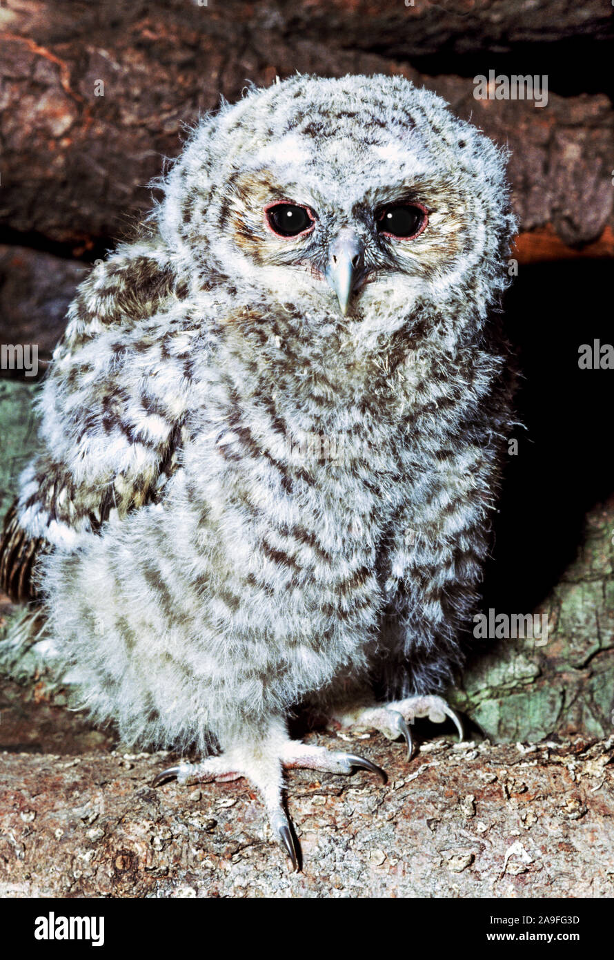 Tawney Owl's Trix aluco' jungen Vogel aus dem Nest. Nottinghamshire England. Stockfoto