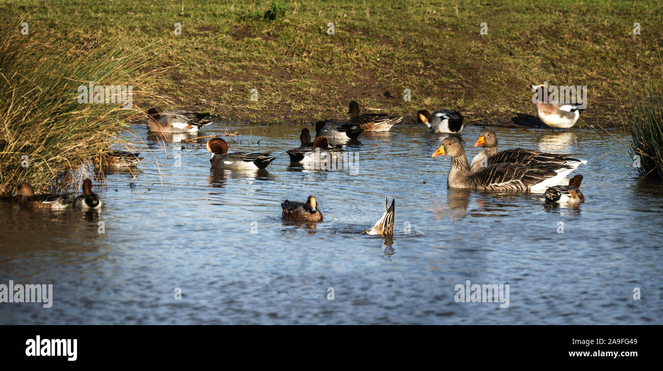 Pfeifente 'Anas penelope' Gruppe mit Graugänse. Wildfowl and Wetlands Slimbridge Gloucs Vertrauen.. Stockfoto