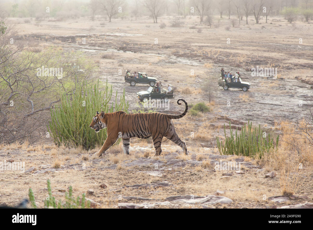 Touristen auf Safari Foto eine wilde Bengal Tiger zu Fuß durch Ranthambore Nationalpark, Rajasthan, Indien Stockfoto