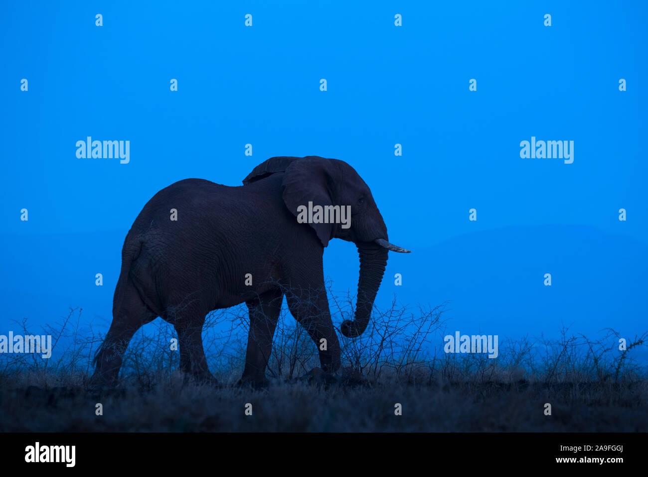 Afrikanischer Elefant (Loxodonta africana) in der Abenddämmerung, Zimanga Game Reserve, KwaZulu-Natal, Südafrika Stockfoto
