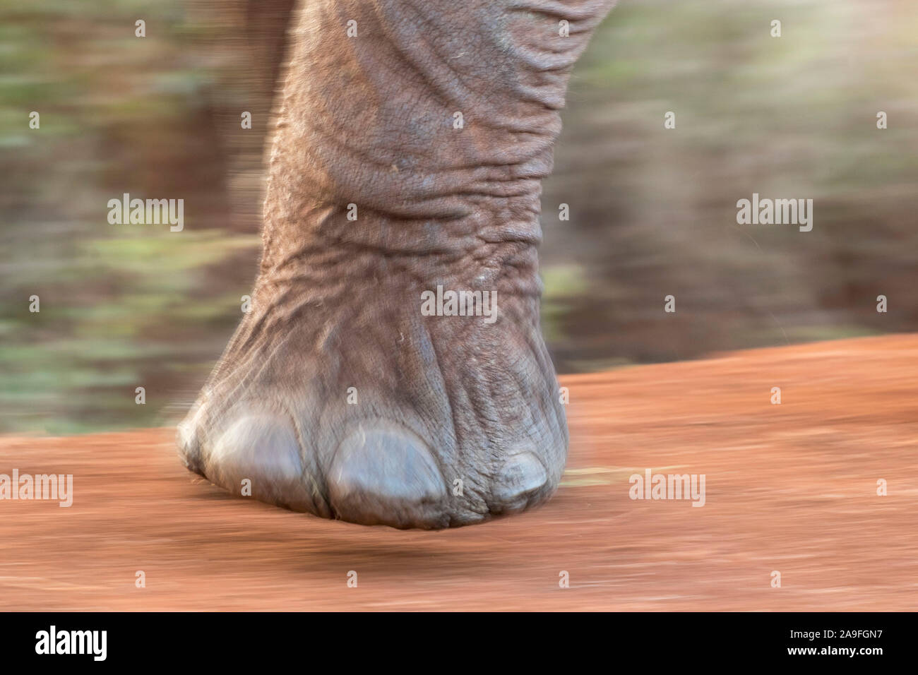 Elefantenfu von sdafrika -Fotos und -Bildmaterial in hoher Auflsung   Alamy
