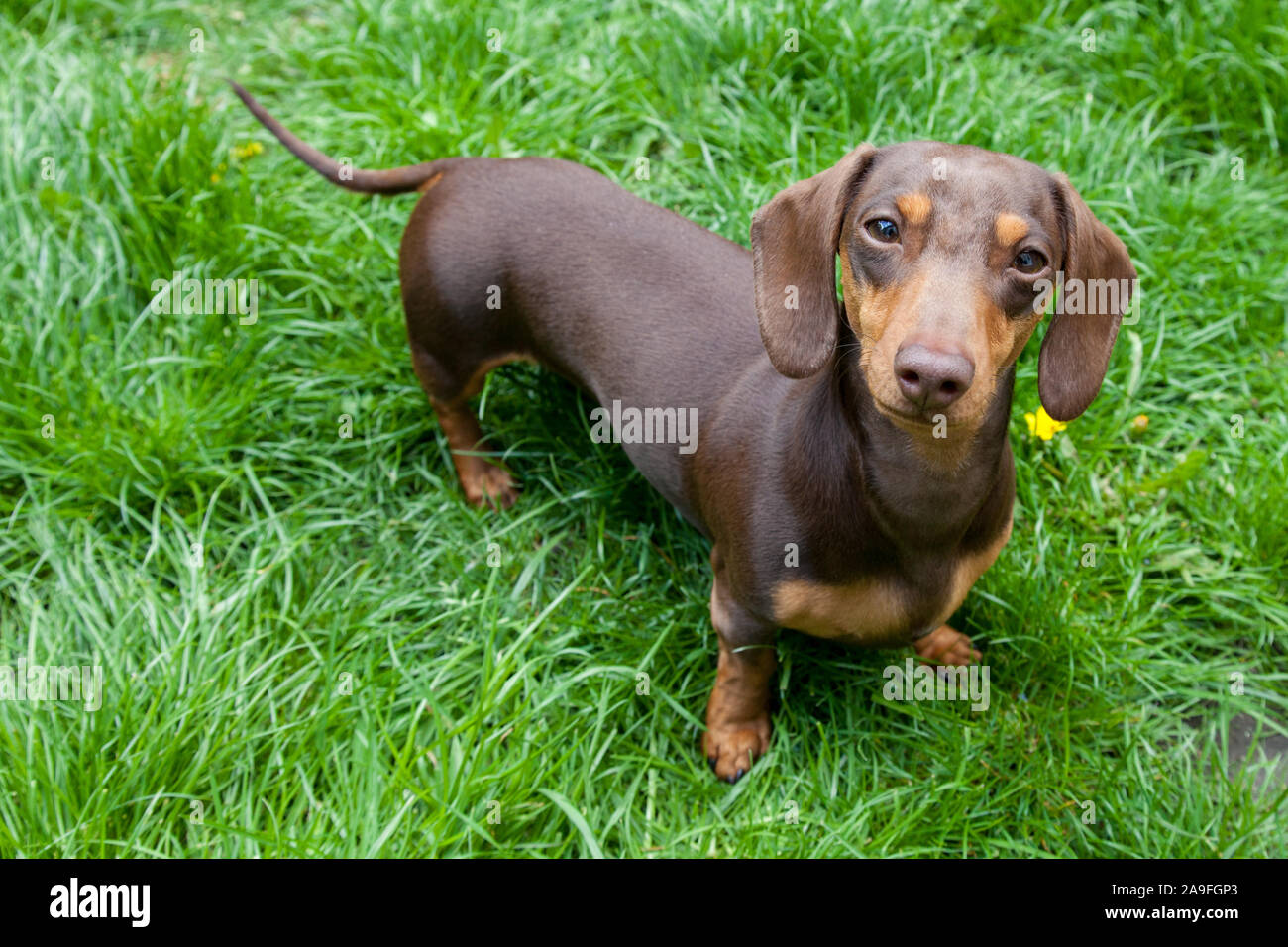 Nahaufnahme von niedlichen Minidachshund wurst Hund im hohen Gras Stockfoto