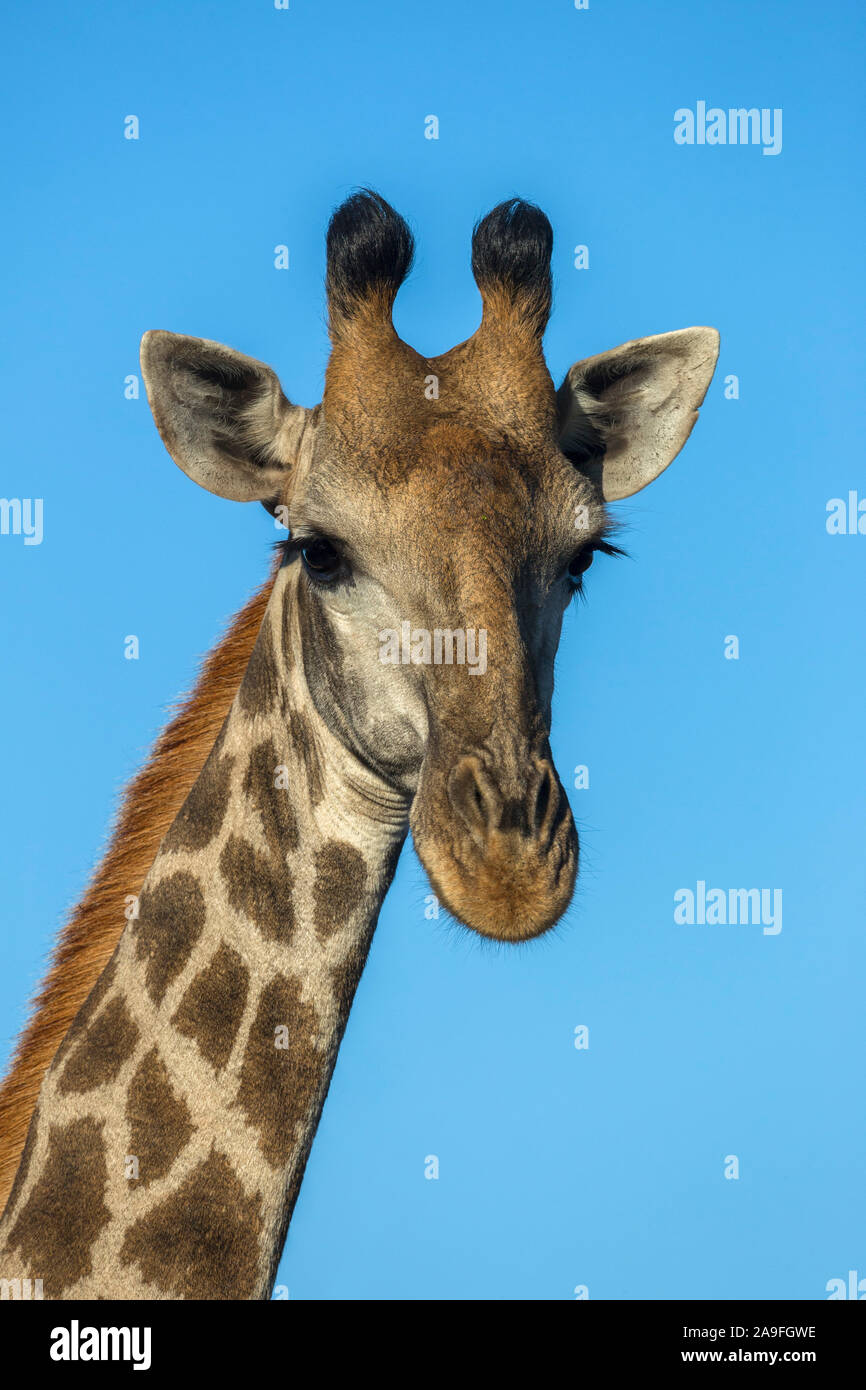 Giraffe (Giraffa Camelopardalis), weiblich, Zimanga Game Reserve, KwaZulu-Natal, Südafrika Stockfoto