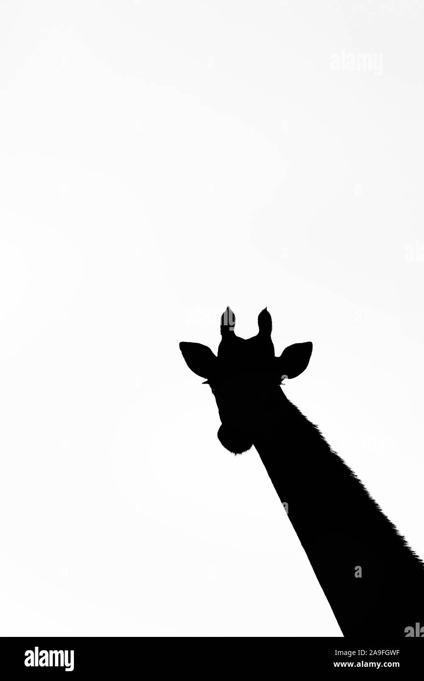 Giraffe (Giraffa Camelopardalis), Zimanga Game Reserve, KwaZulu-Natal, Südafrika Stockfoto
