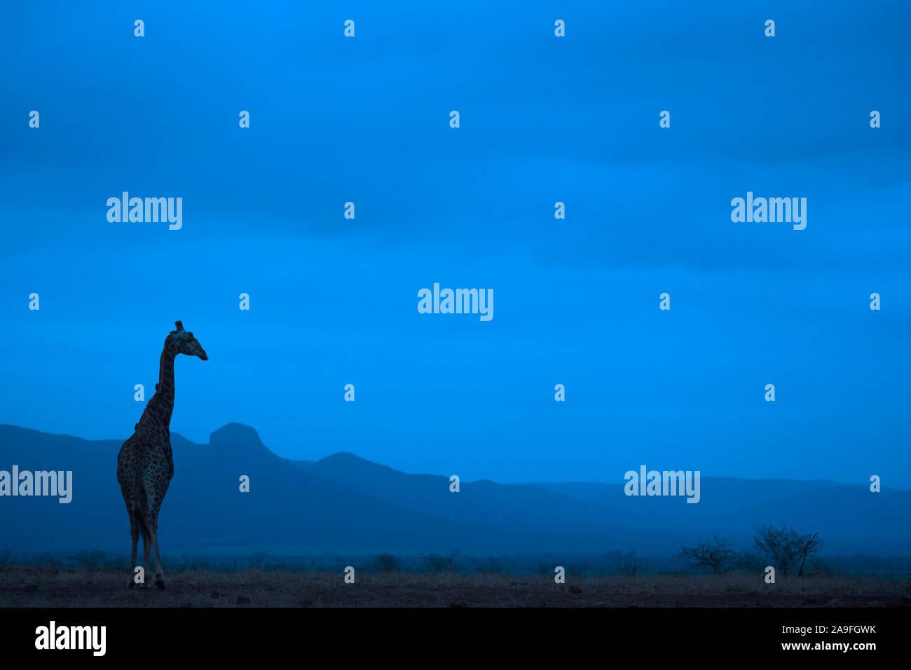 Giraffe (Giraffa Camelopardalis) in der Abenddämmerung, Zimanga Game Reserve, KwaZulu-Natal, Südafrika Stockfoto