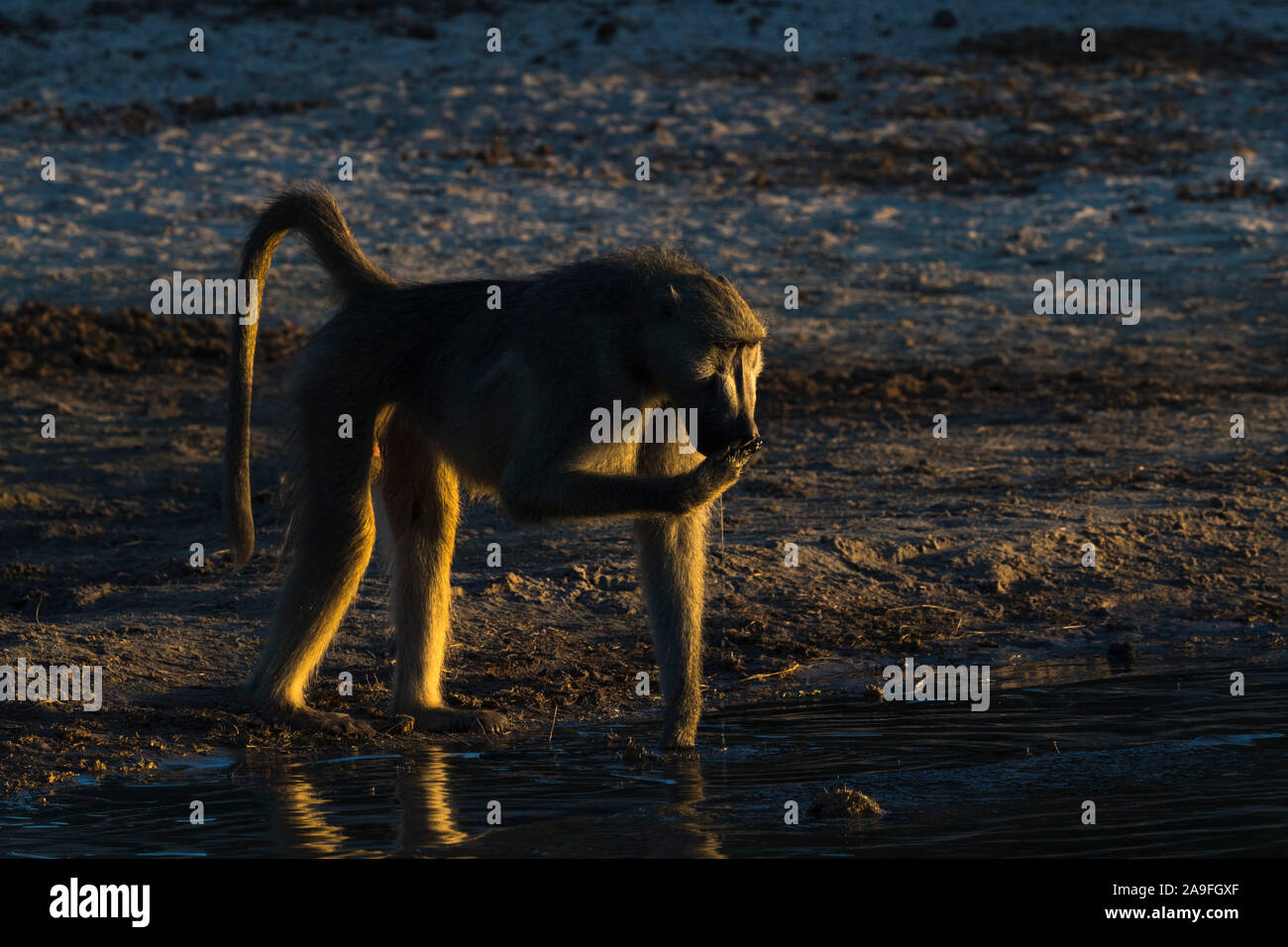 Chacma baboon (Papio ursinus) am Wasser, Chobe National Park, Botswana, Stockfoto