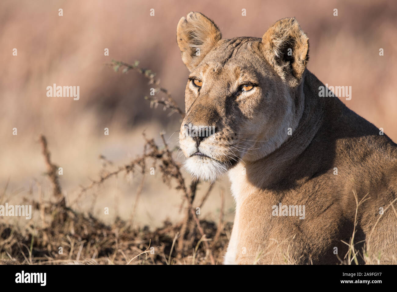 Löwin (Panthera leo) im herrlichen Morgenlicht im Moremi NP (xini Lagune), Botswana Stockfoto