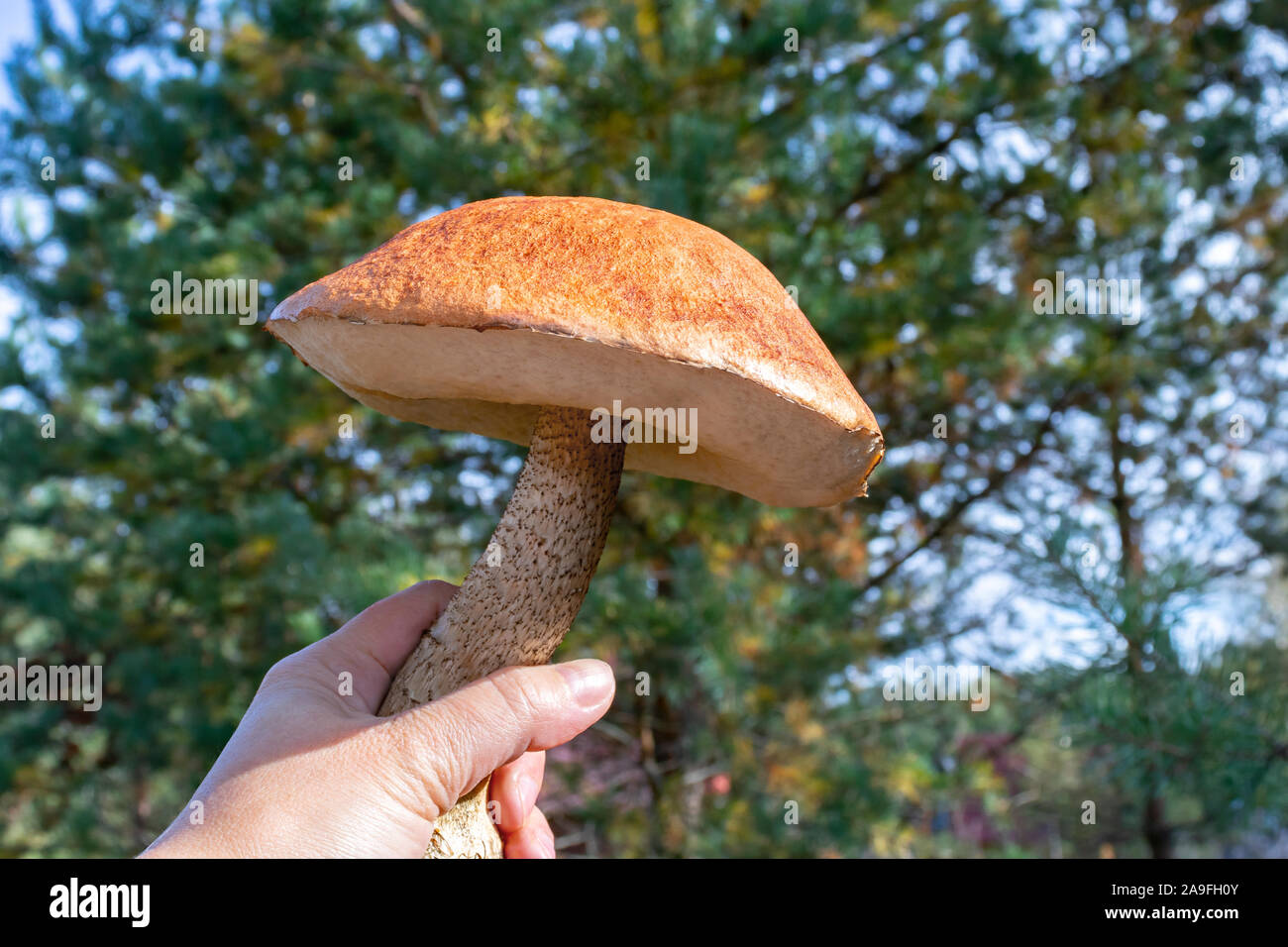 Orange Cap Steinpilz Pilz in weiblicher Hand auf einem Hintergrund von Kiefern Stockfoto