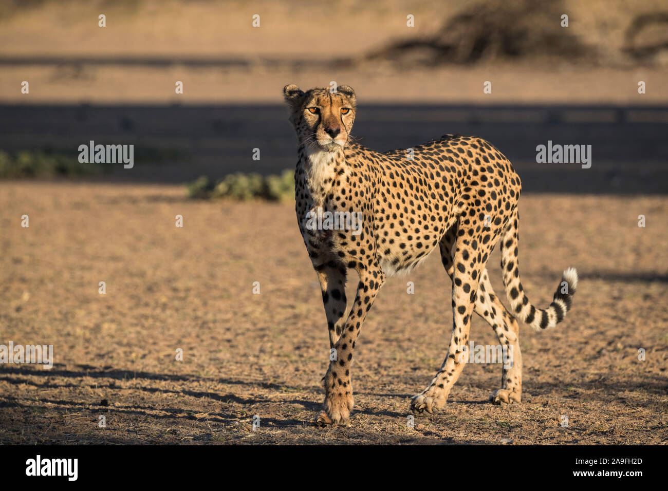 Gepard (Acinonyx jubatus), Kgalagadi Transfrontier Park, Südafrika, Stockfoto