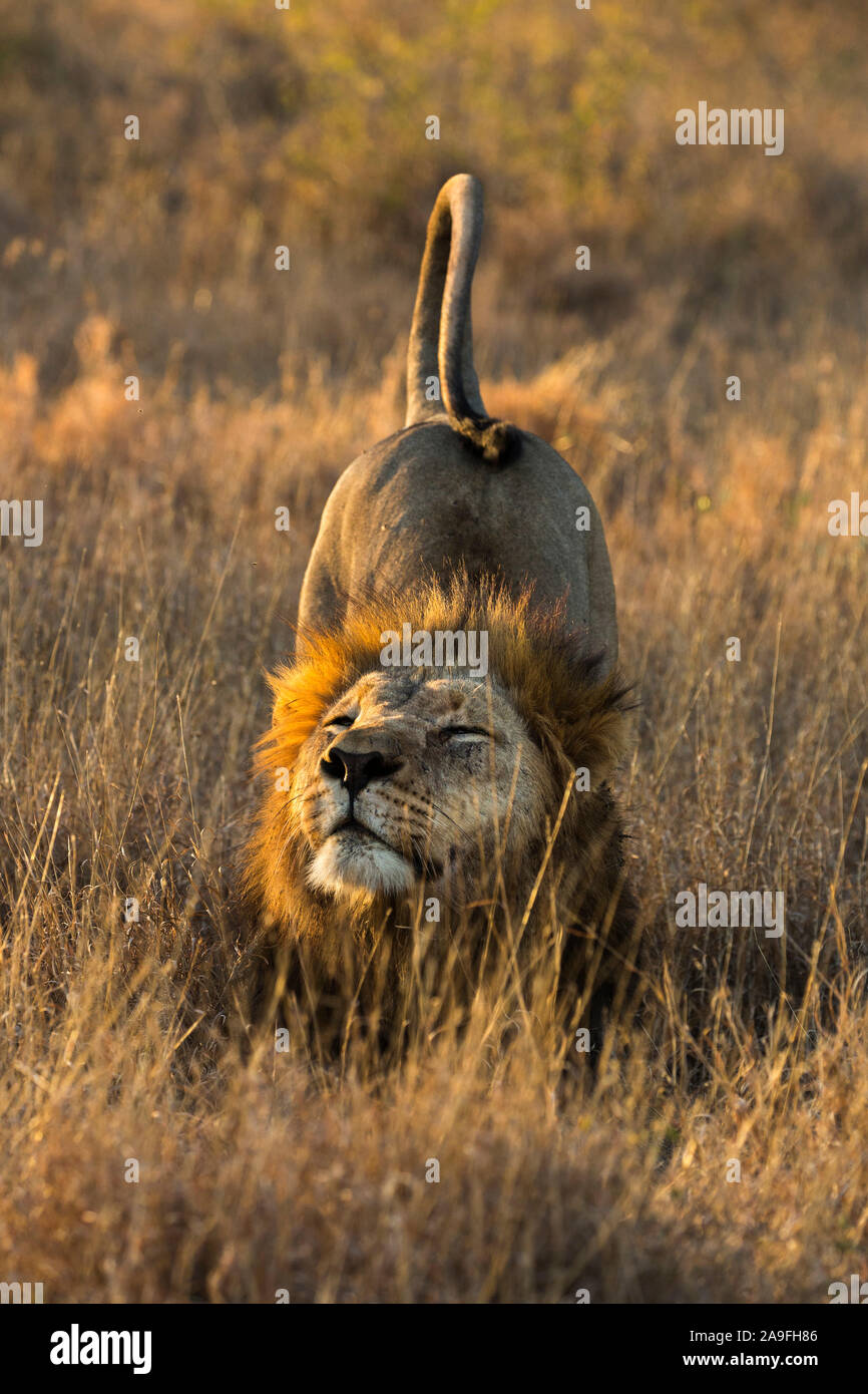 Löwe (Panthera leo) Stretching, Zimanga Private Game Reserve, KwaZulu-Natal, Südafrika Stockfoto