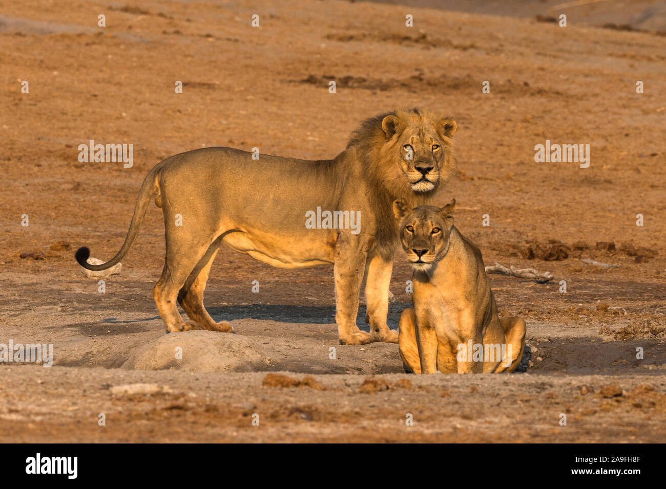 Löwe (Panthera leo), Chobe National Park, Botswana Stockfoto