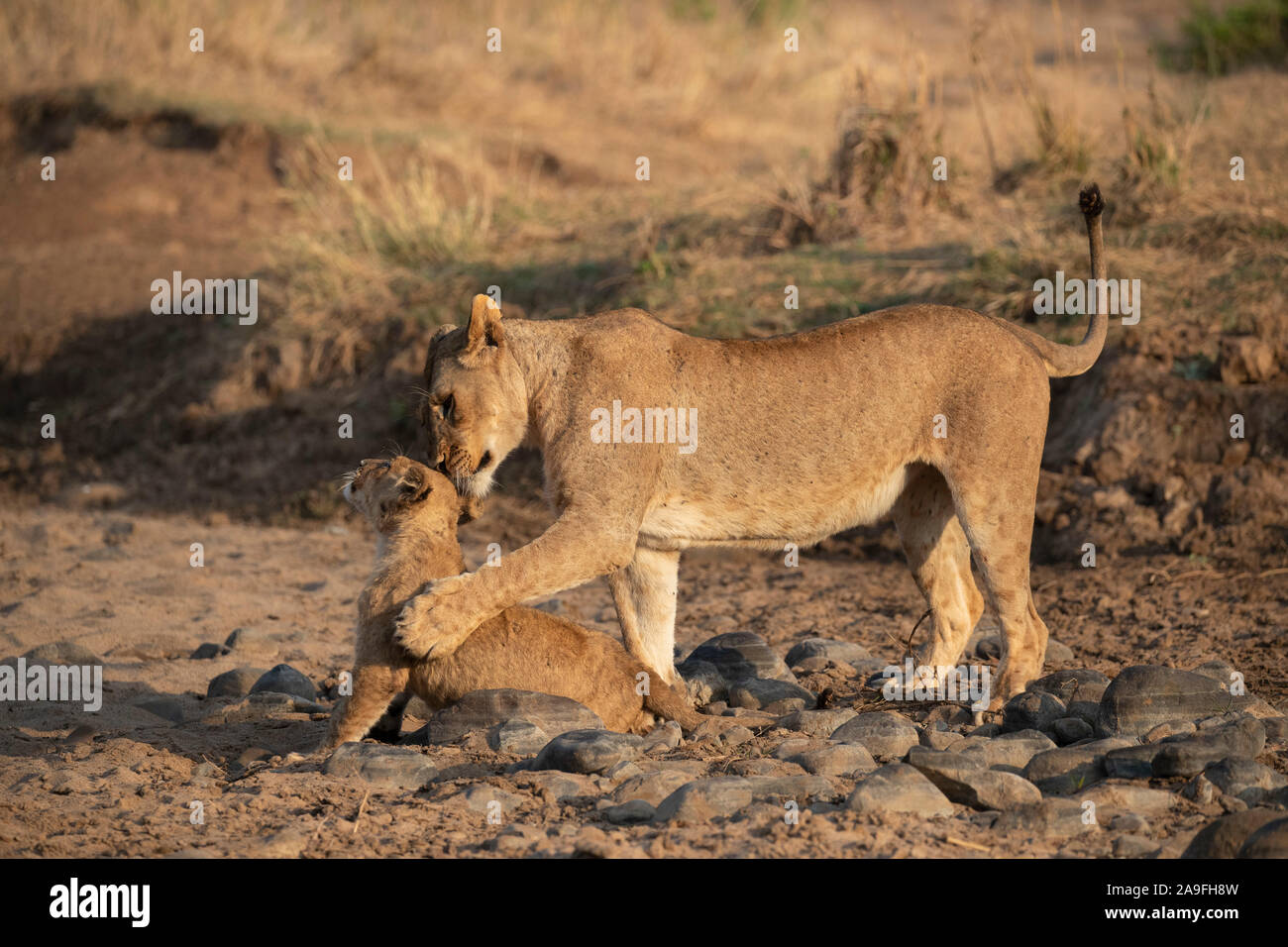 Löwin (Panthera leo) spielen mit Cub, Zimanga Private Game Reserve, KwaZulu-Natal, Südafrika Stockfoto