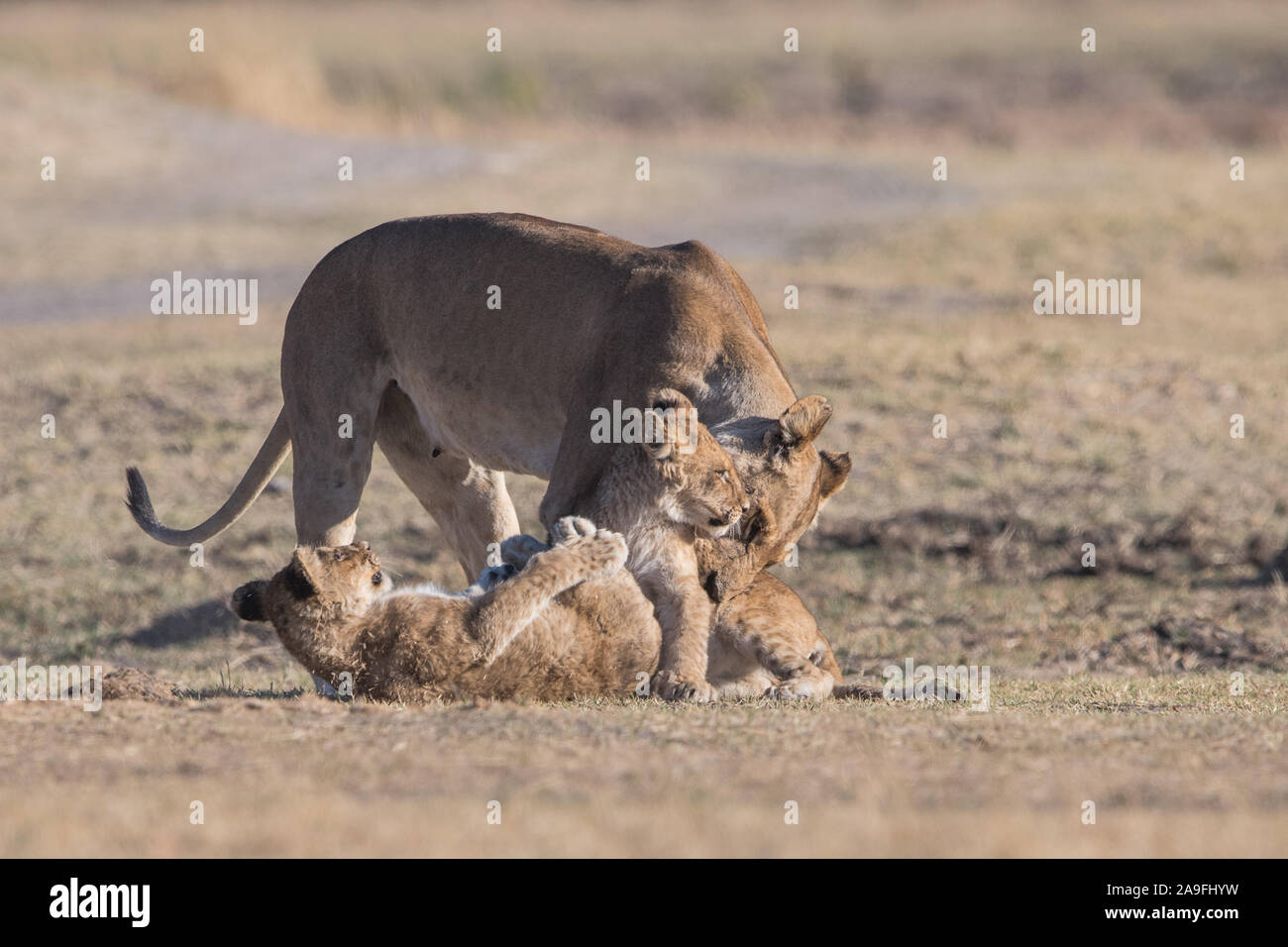 Löwinnen (Panthera leo) mit dem Spielen der Jungen im Moremi NP (xini Lagune), Botswana Stockfoto