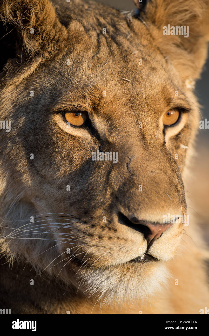 Portrait von ein junger männlicher Löwe (Panthera leo) in der frühen Morgensonne im Moremi NP (khwai), Botswana Stockfoto