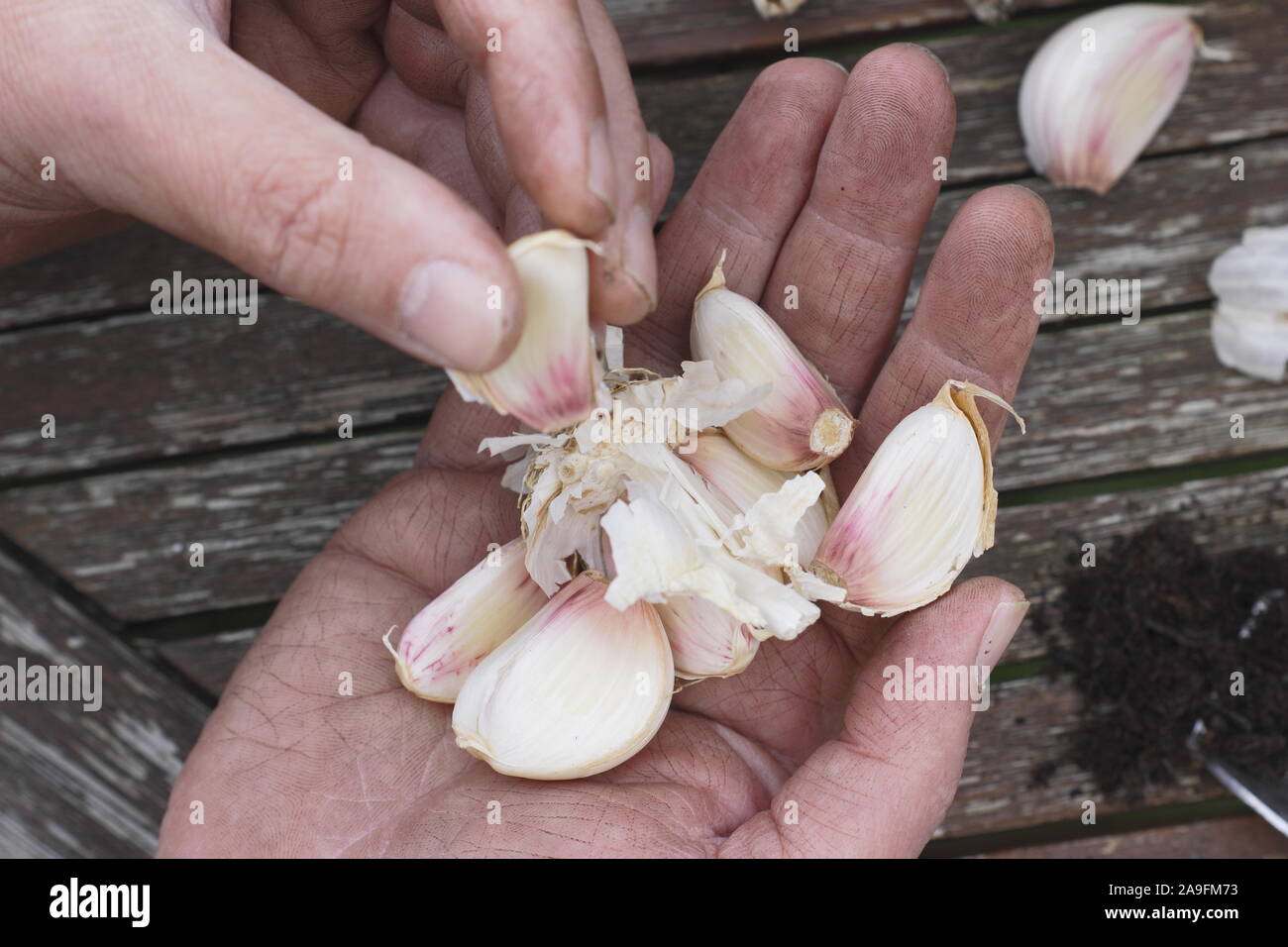 Allium sativum var. ophioscorodon "Lautrec Wight'. Offen teilen ein Knoblauch Zwiebel die Knoblauchzehen in einem Container im Herbst zu pflanzen. Großbritannien Stockfoto