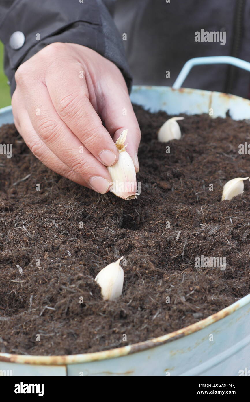 Allium sativum var. ophioscorodon "Lautrec Wight'. Der Mensch sät' Lautrec Wight' hardneck Knoblauchzehen in einem Container im Herbst - Oktober. Großbritannien Stockfoto