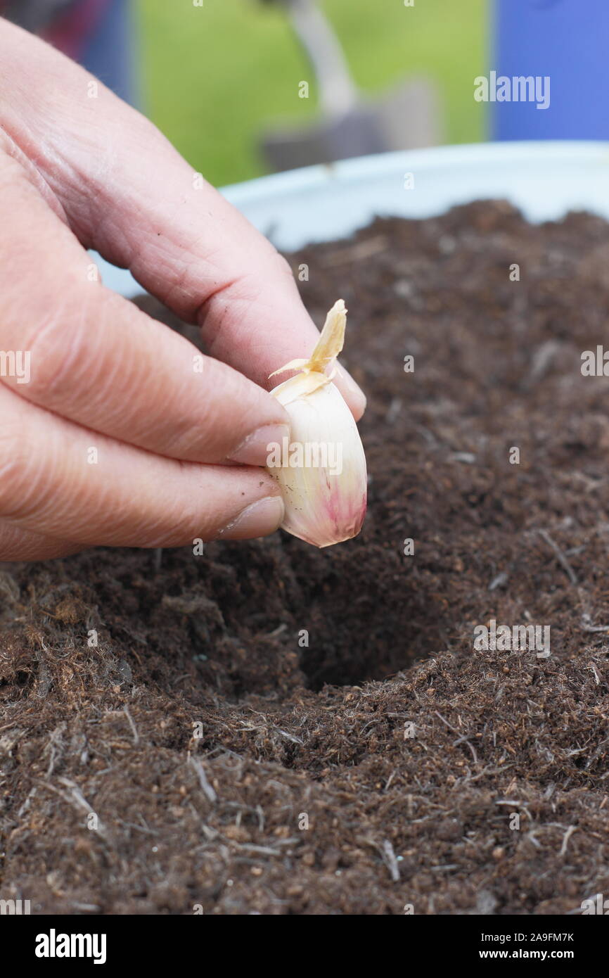 Allium sativum var. ophioscorodon "Lautrec Wight'. Der Mensch sät' Lautrec Wight' hardneck Knoblauchzehe in einem Container im Herbst - Oktober. Großbritannien Stockfoto