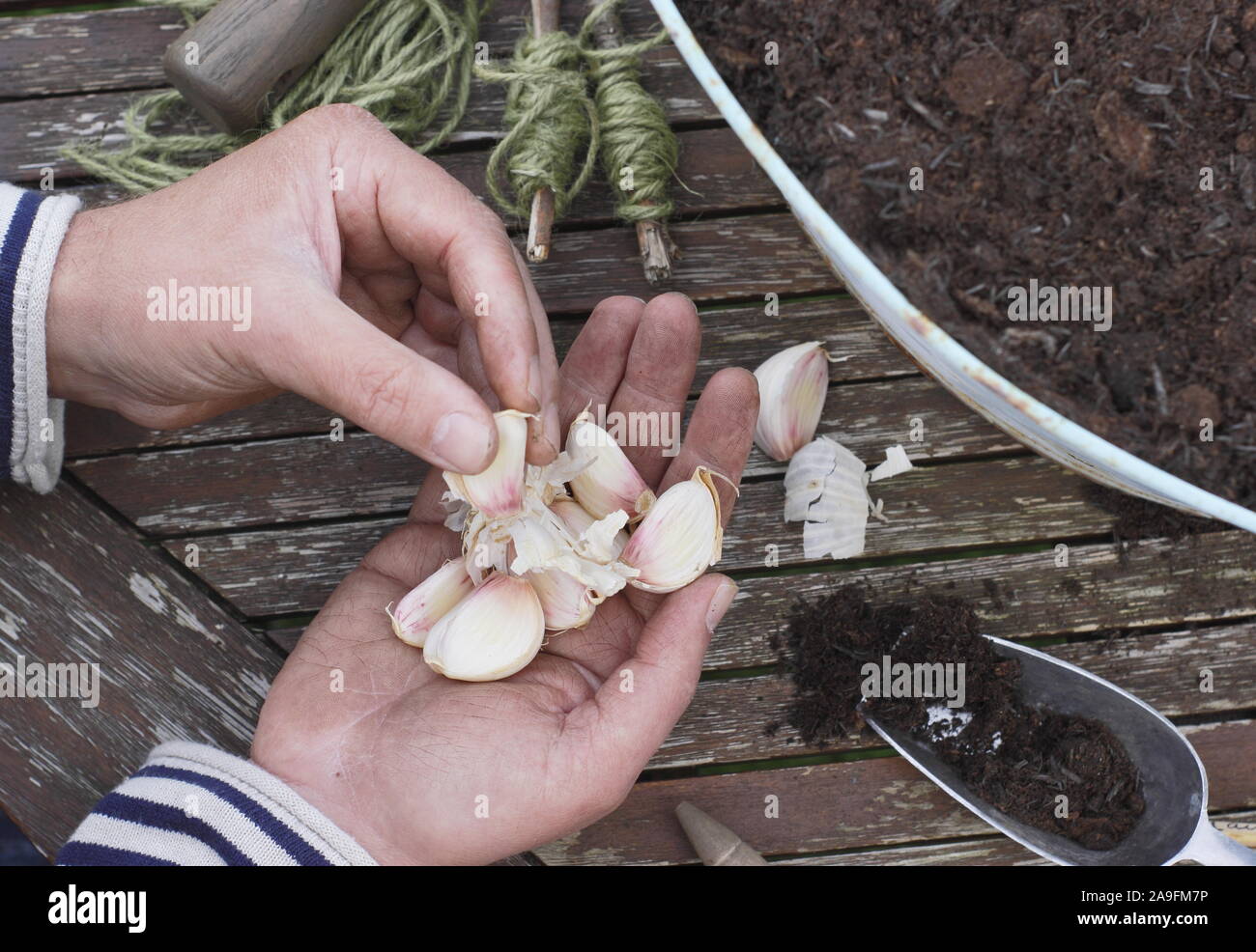 Allium sativum var. ophioscorodon "Lautrec Wight'. Offen teilen ein Knoblauch Zwiebel die Knoblauchzehen in einem Container im Herbst zu pflanzen. Großbritannien Stockfoto