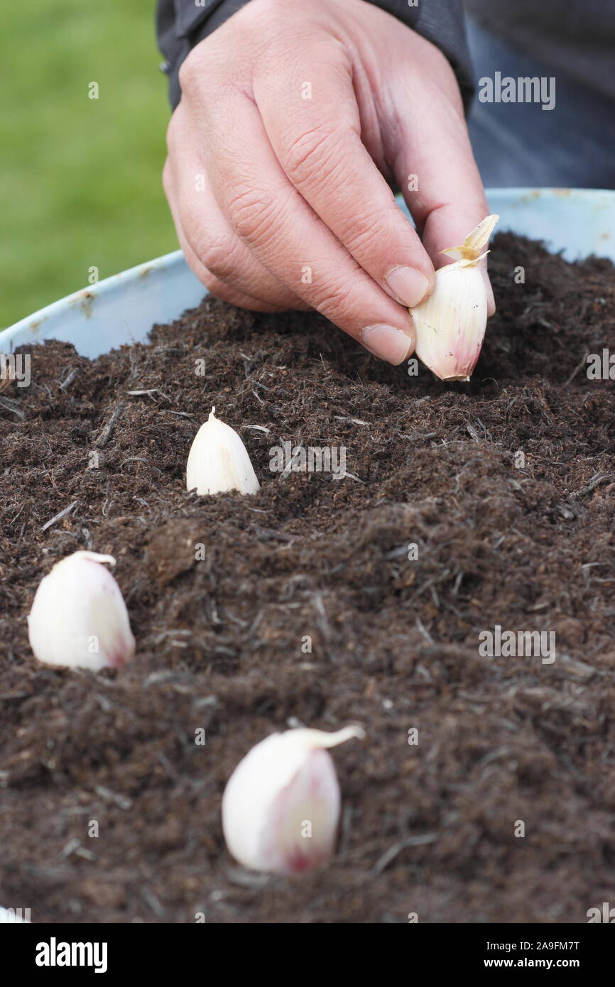 Allium sativum var. ophioscorodon "Lautrec Wight'. Der Mensch sät' Lautrec Wight' hardneck Knoblauchzehen in einem Container im Herbst - Oktober. Großbritannien Stockfoto