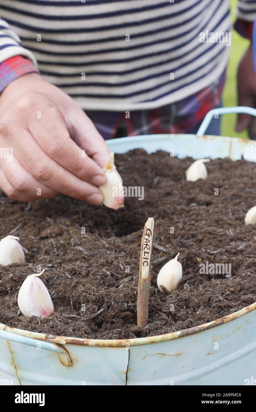Allium sativum var. ophioscorodon "Lautrec Wight'. Der Mensch sät' Lautrec Wight' hardneck Knoblauchzehen in einem Container im Herbst - Oktober. Großbritannien Stockfoto