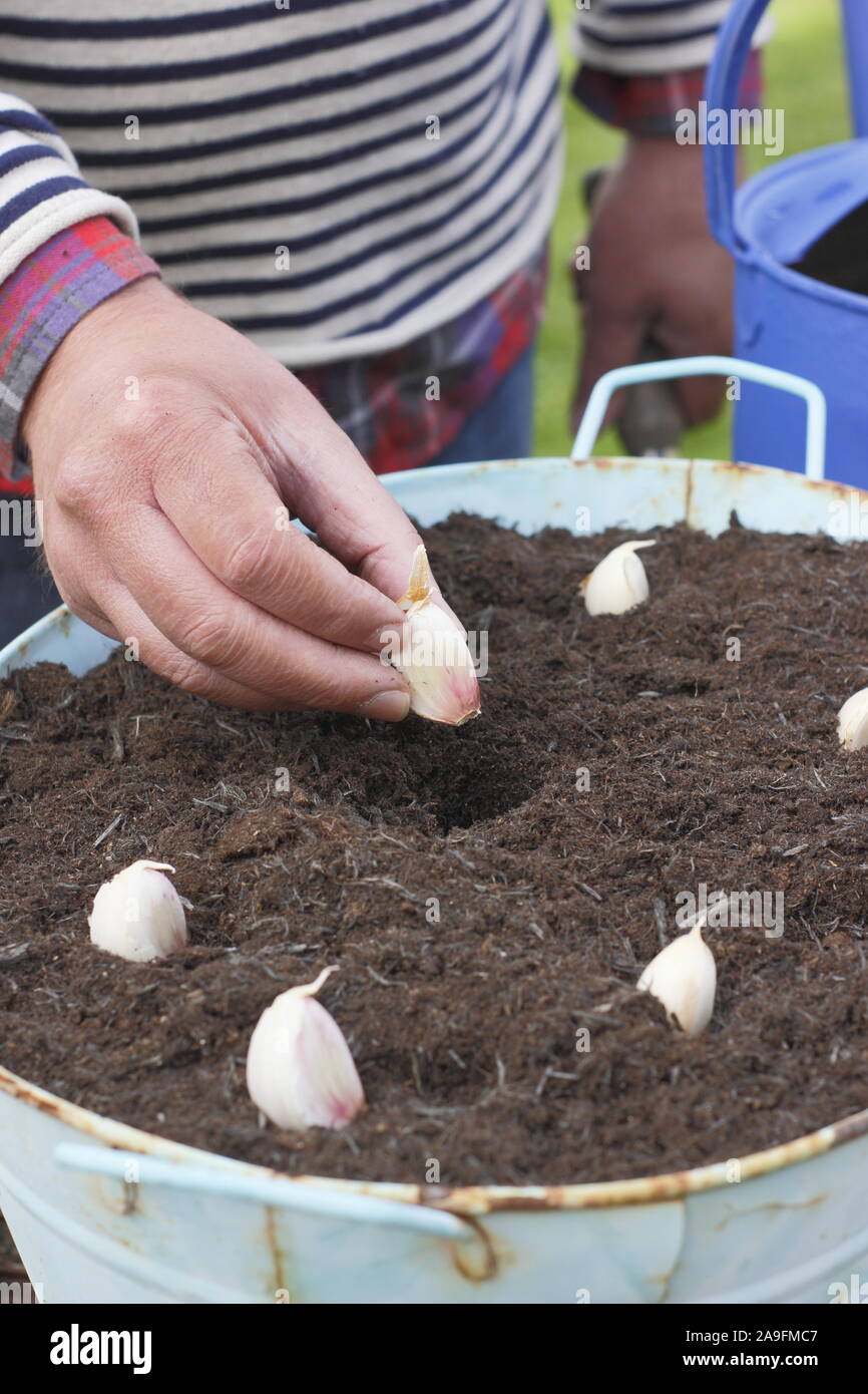 Allium sativum var. ophioscorodon "Lautrec Wight'. Der Mensch sät' Lautrec Wight' hardneck Knoblauchzehen in einem Container im Herbst - Oktober. Großbritannien Stockfoto