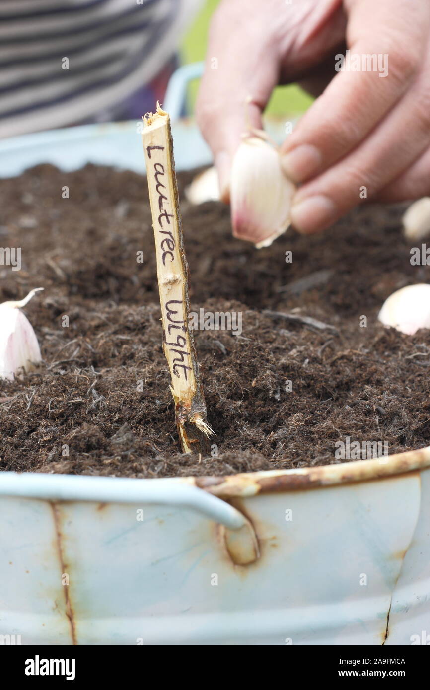Allium sativum var. ophioscorodon "Lautrec Wight'. Der Mensch sät' Lautrec Wight' hardneck Knoblauchzehen in einem Container im Herbst - Oktober. Großbritannien Stockfoto