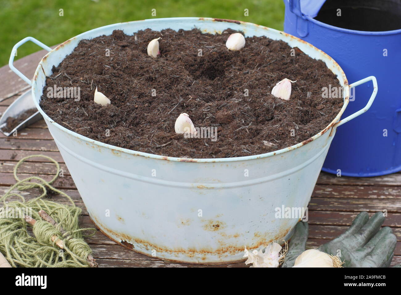Allium sativum var. ophioscorodon "Lautrec Wight'. Der Mensch sät' Lautrec Wight' hardneck Knoblauchzehen in einem Container im Herbst - Oktober. Großbritannien Stockfoto