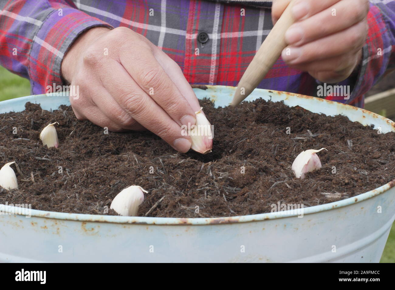 Allium sativum var. ophioscorodon "Lautrec Wight'. Der Mensch sät' Lautrec Wight' hardneck Knoblauchzehen in einem Container im Herbst - Oktober. Großbritannien Stockfoto