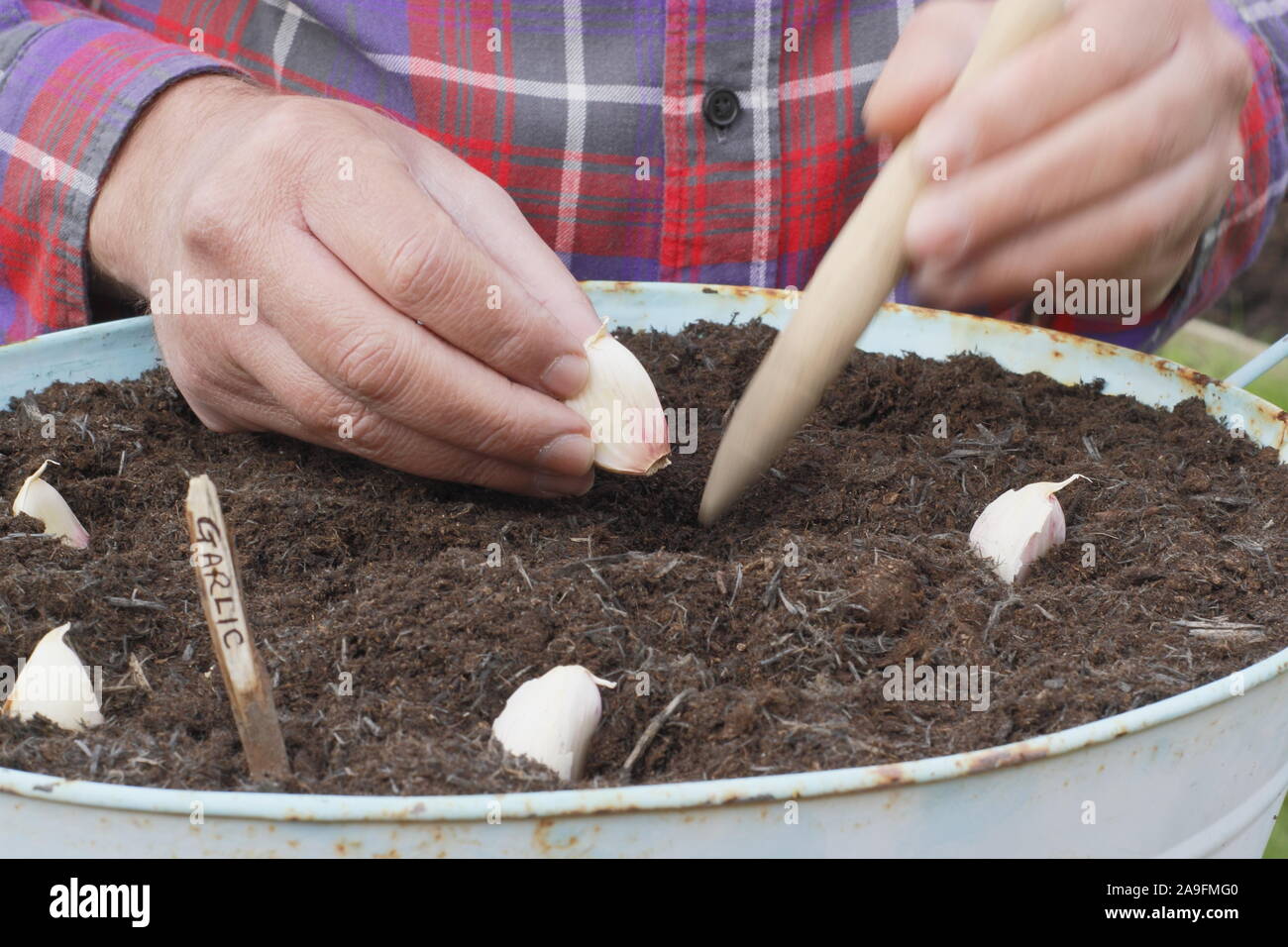 Allium sativum var. ophioscorodon "Lautrec Wight'. Der Mensch sät' Lautrec Wight' hardneck Knoblauchzehen in einem Container im Herbst - Oktober. Großbritannien Stockfoto