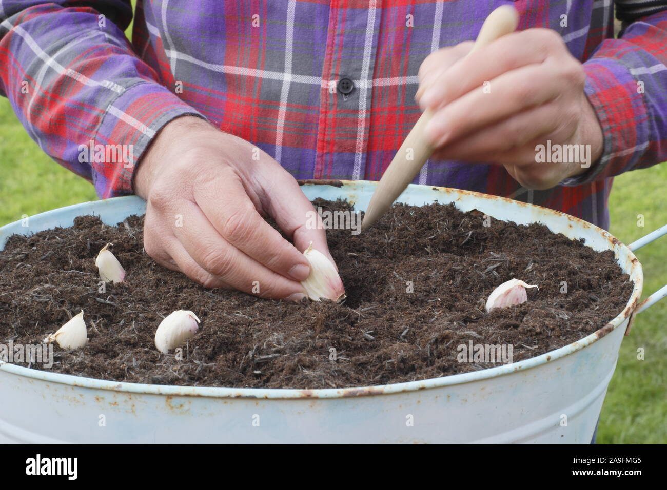 Allium sativum var. ophioscorodon "Lautrec Wight'. Der Mensch sät' Lautrec Wight' hardneck Knoblauchzehen in einem Container im Herbst - Oktober. Großbritannien Stockfoto