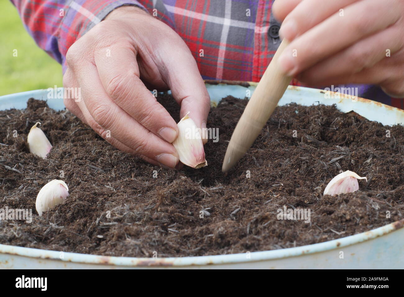 Allium sativum var. ophioscorodon "Lautrec Wight'. Der Mensch sät' Lautrec Wight' hardneck Knoblauch in einem Container im Herbst - Oktober. Großbritannien Stockfoto