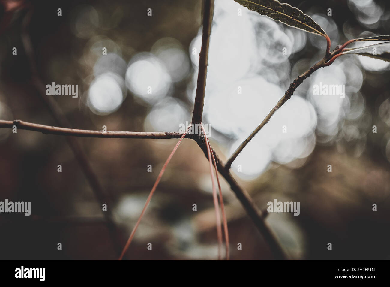 Detail der Kiefer Blatt hängend an einem Zweig im Herbst, dunkle Farben des Herbstes. Stockfoto Detail der Kiefer Blatt hängend an einem Zweig im Herbst, dunkle Farben des Herbstes. Stockfoto