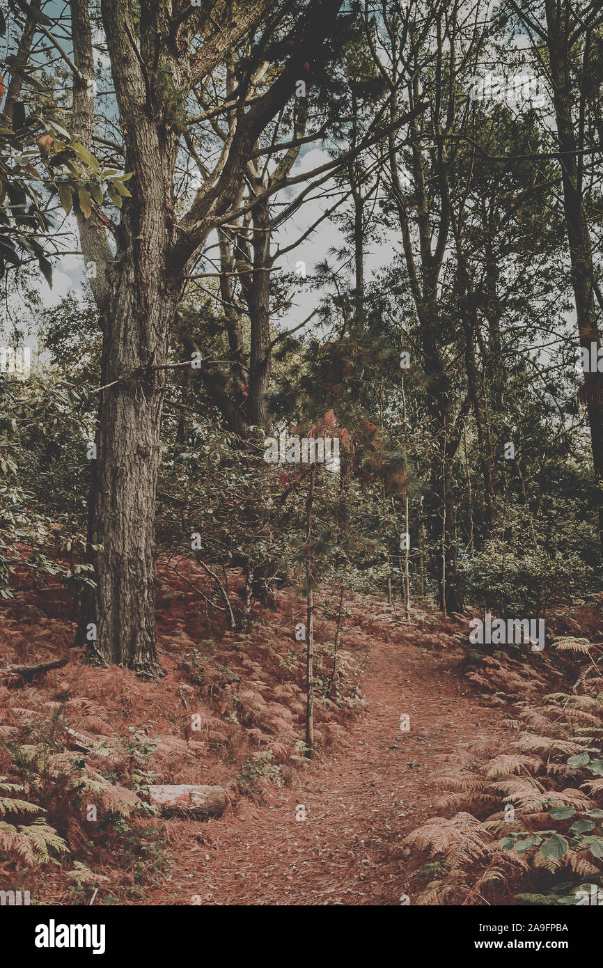 Bäume in üppigem Wald mit grünen und braunen fallen Farben und schönen seltsamen Formen Stockfoto