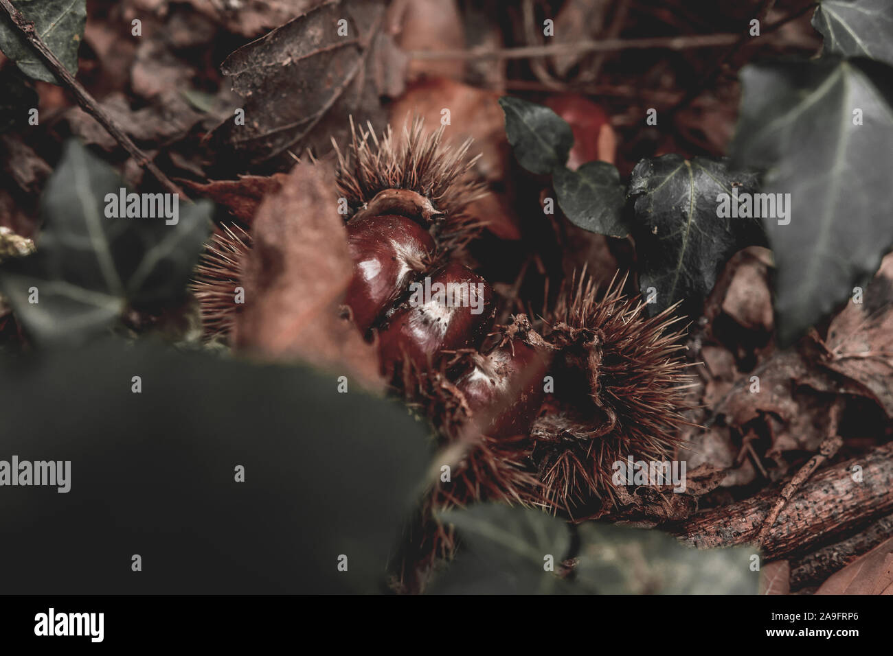 Kastanien close-up in vollem Laub im Herbst mit Kastanien und ocker Farben der Saison. Stockfoto Kastanien close-up in vollem Laub im Herbst mit Kastanien und ocker Farben der Saison. Stockfoto