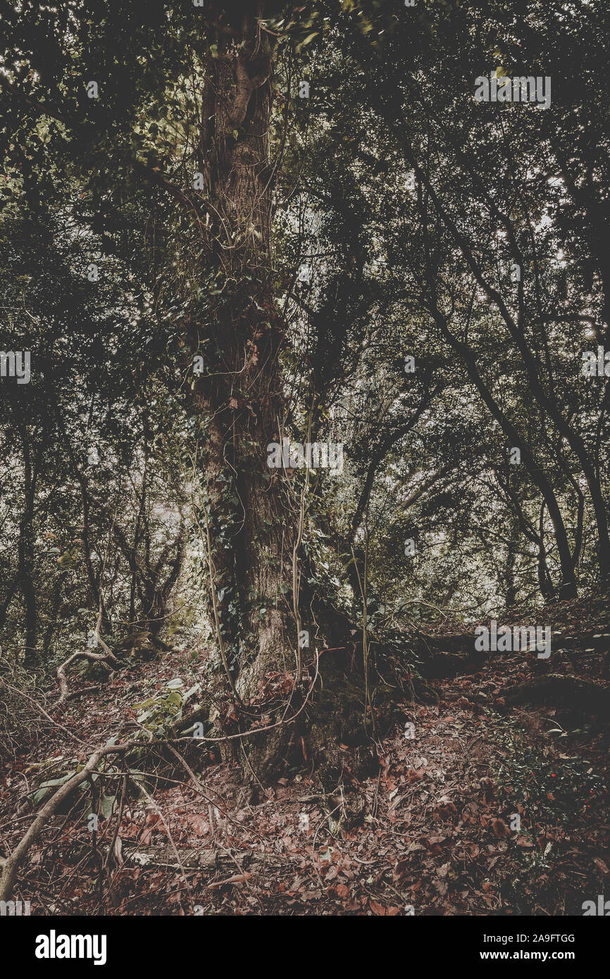 Bäume in üppigem Wald mit grünen und braunen fallen Farben und schönen seltsamen Formen Stockfoto Bäume in üppigem Wald mit grünen und braunen fallen Farben und schönen seltsamen Formen Stockfoto