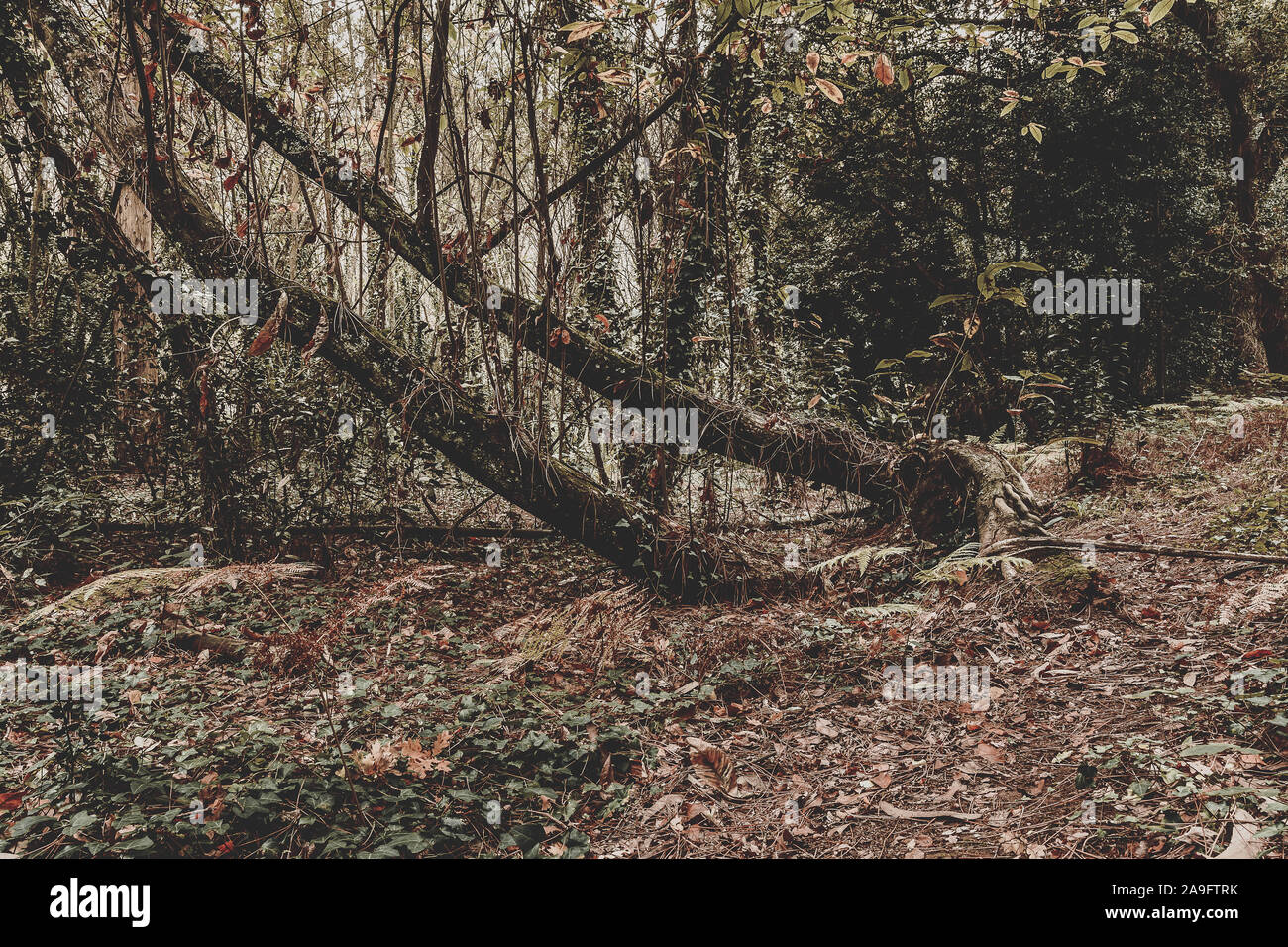 Bäume in üppigem Wald mit grünen und braunen fallen Farben und schönen seltsamen Formen Stockfoto