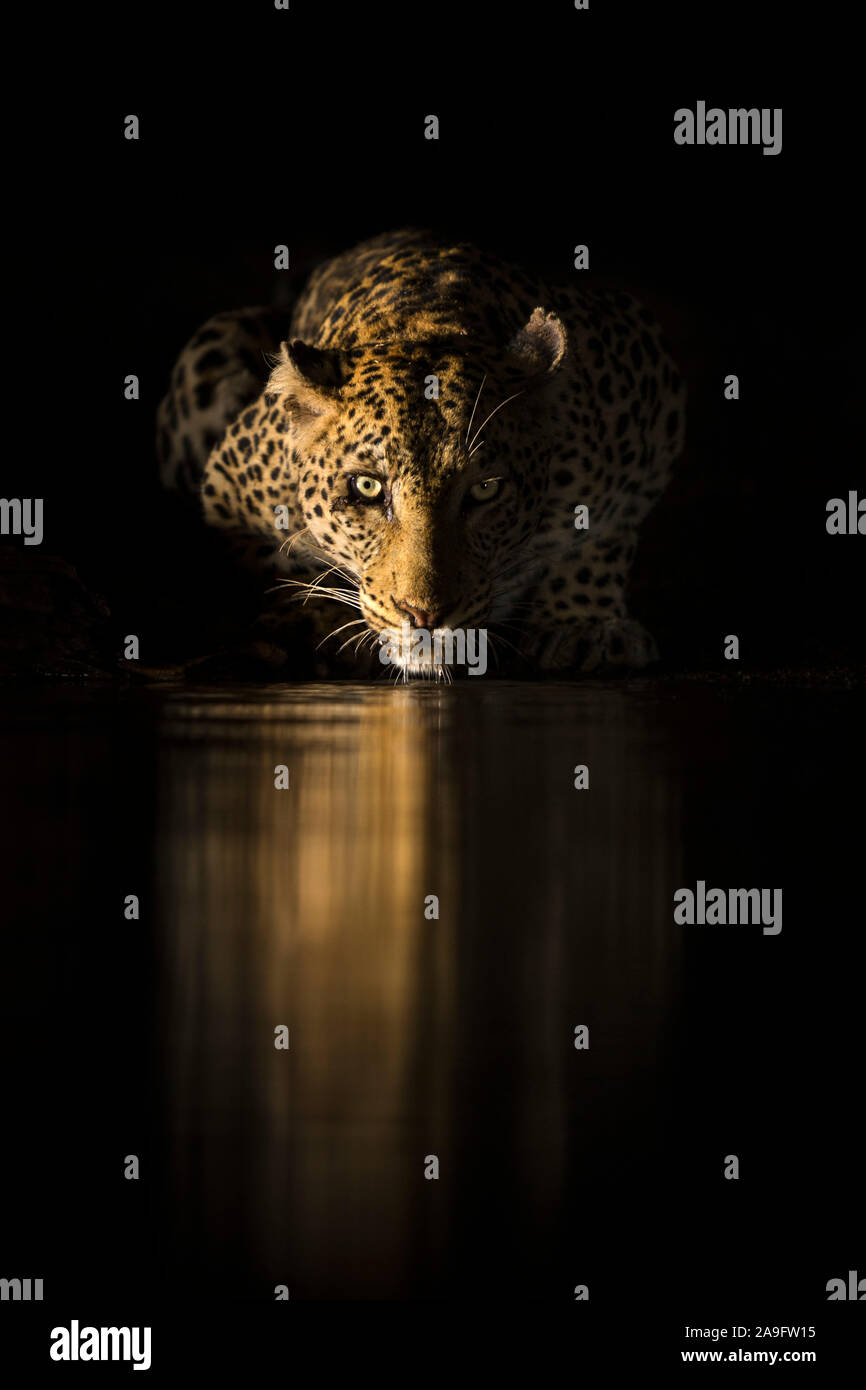 Leopard (Panthera pardus) weibliche Trinken bei Nacht, Zimanga Private Game Reserve, KwaZulu-Natal, Südafrika Stockfoto