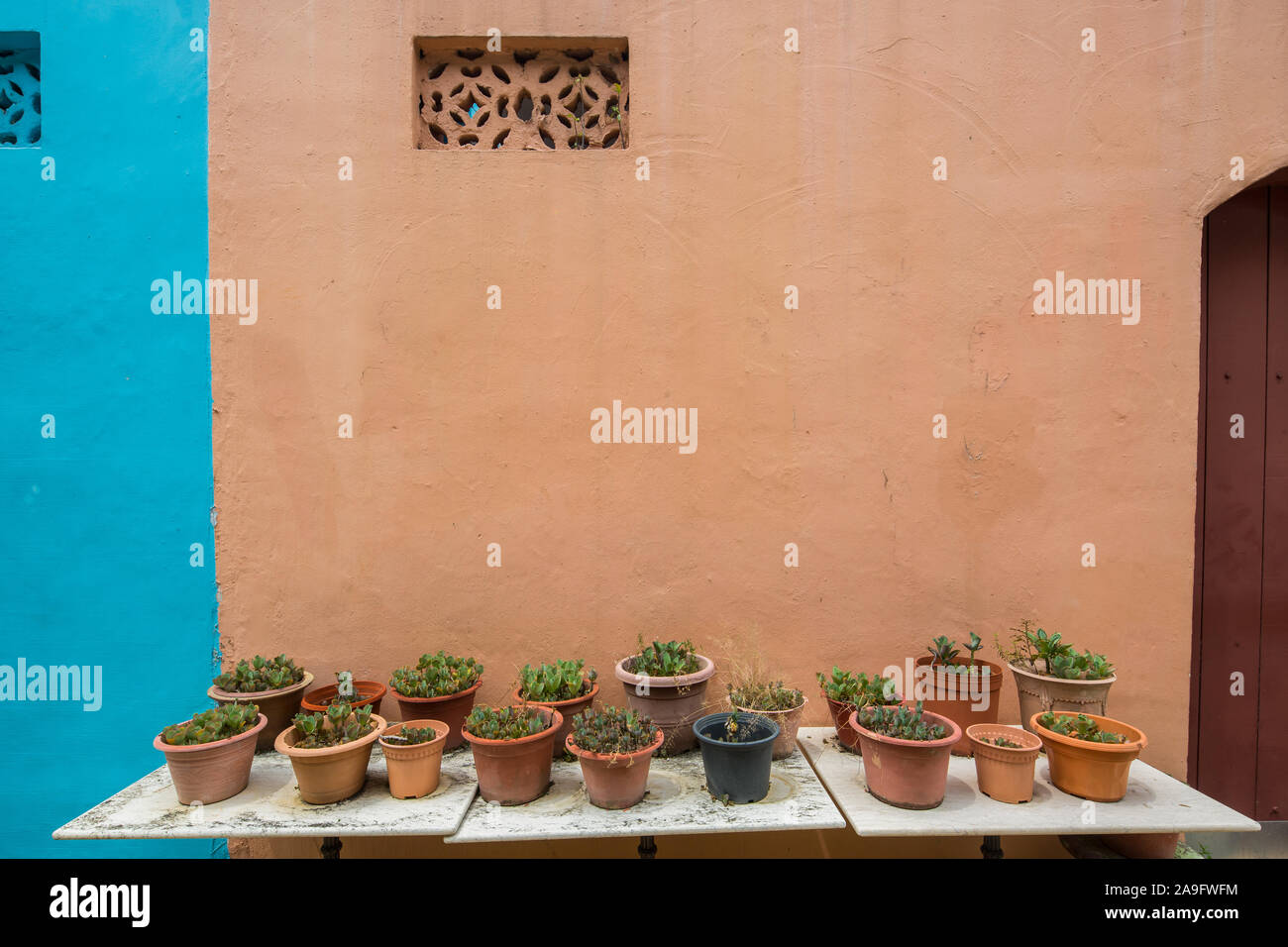 Reihe von Pflanzentöpfen, die an der hinteren Gasse eines Ladenhauses mit pastoraler Farbe an der Wand ordentlich angeordnet sind. Stockfoto