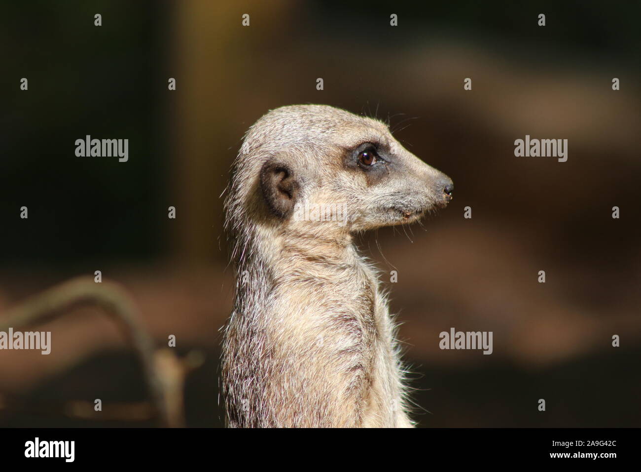 Seitenprofil eines Erdmännchens Stockfoto