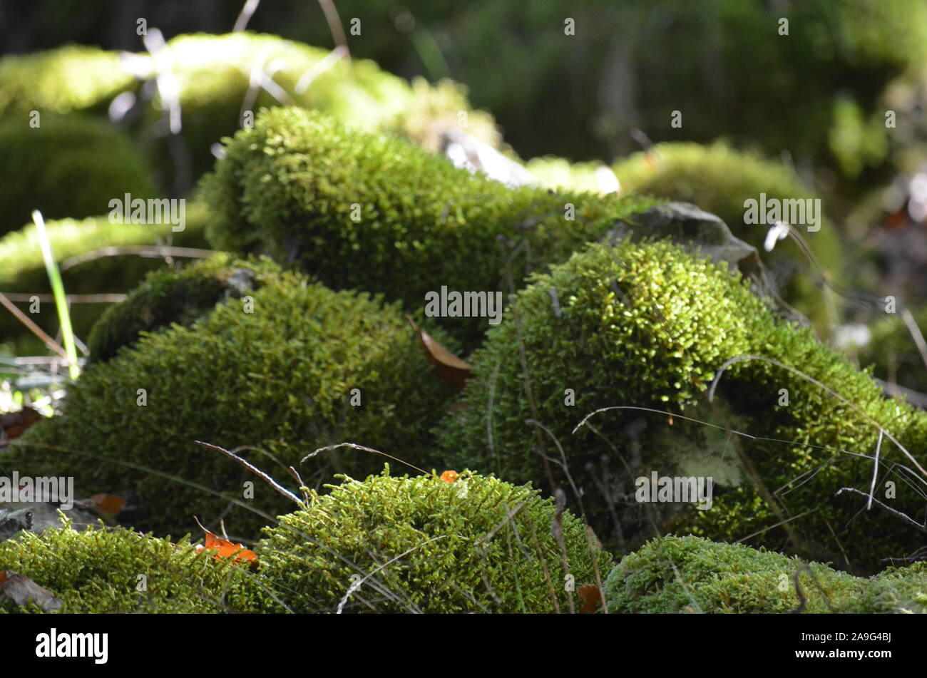 Moss, die den Boden einer Buche Wald in die Sierra de Urbasa Naturpark, Navarra Stockfoto