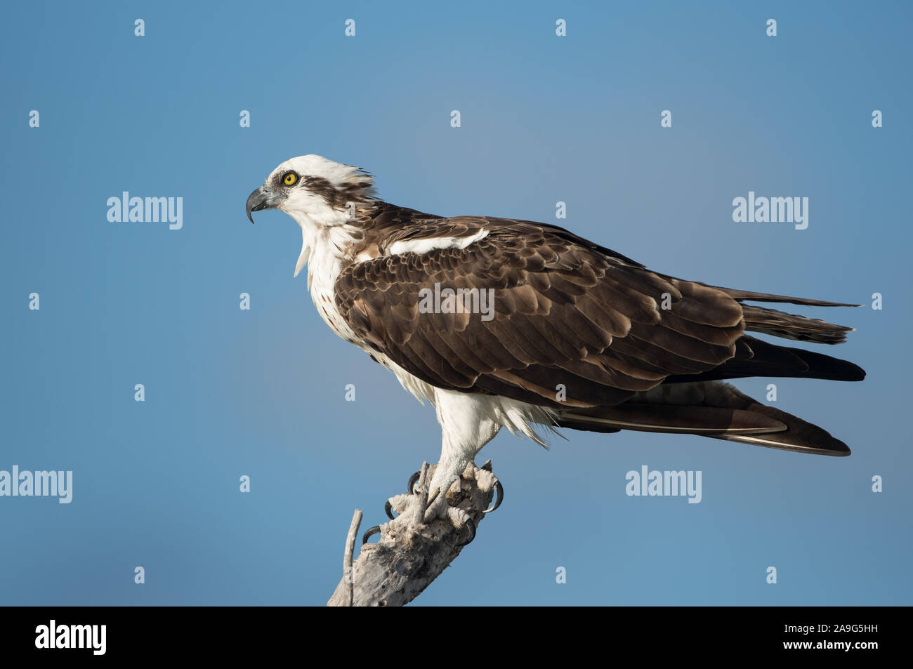 Ein Fischadler (Pandion haliaetus) ruht auf einem Ast über dem Strand in Florida, USA. Stockfoto