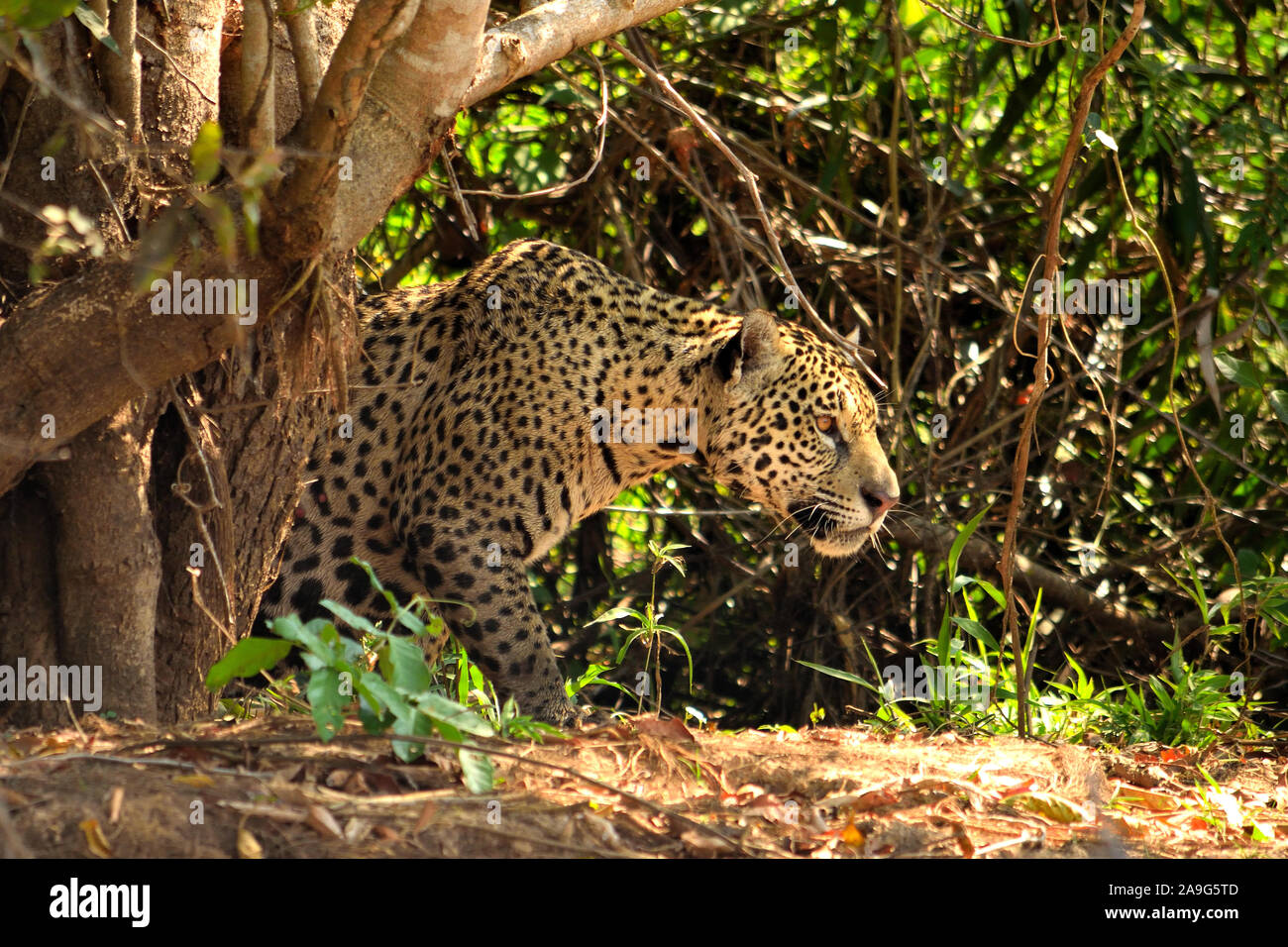 Jaguar Weibchen auf Rio Cuiaba Ufer, Porto Jofre, Brasilien. Stockfoto