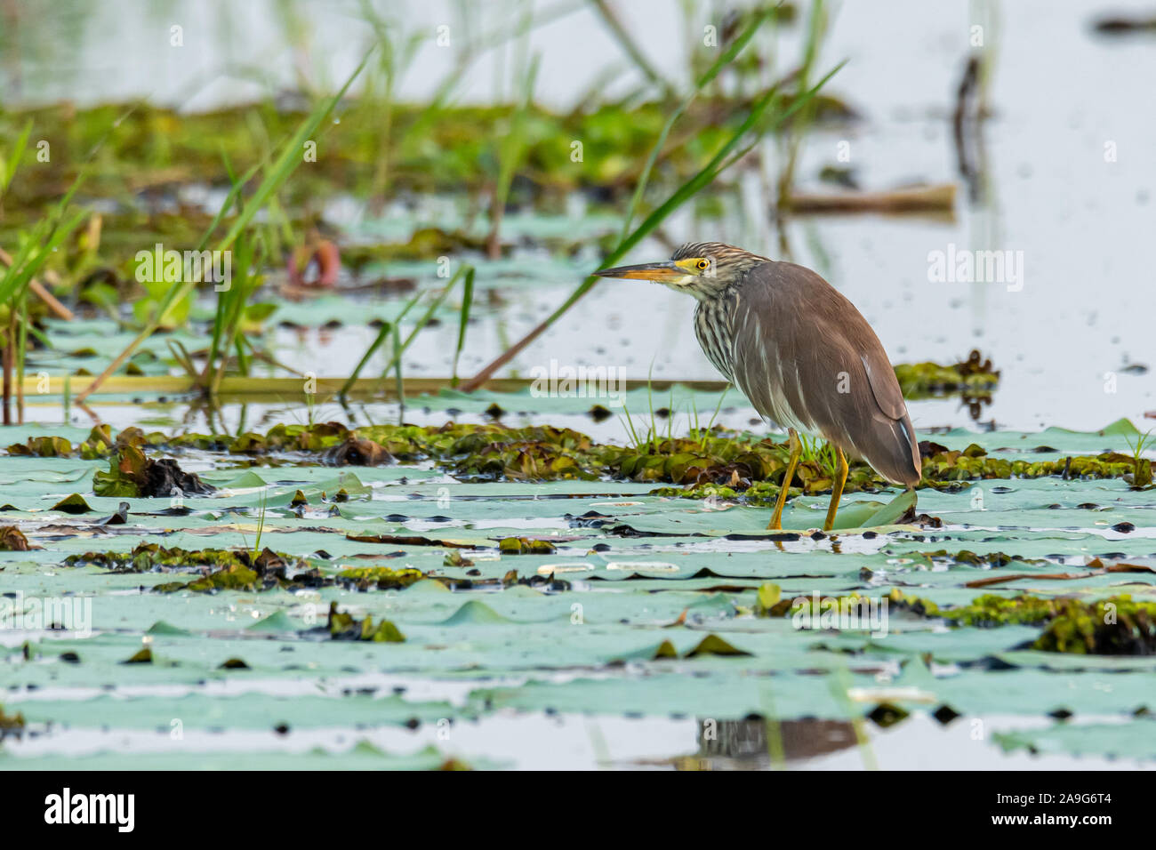 Indische Teich Heron auf Lotus Blatt in einem Abstand auf der Suche Stockfoto