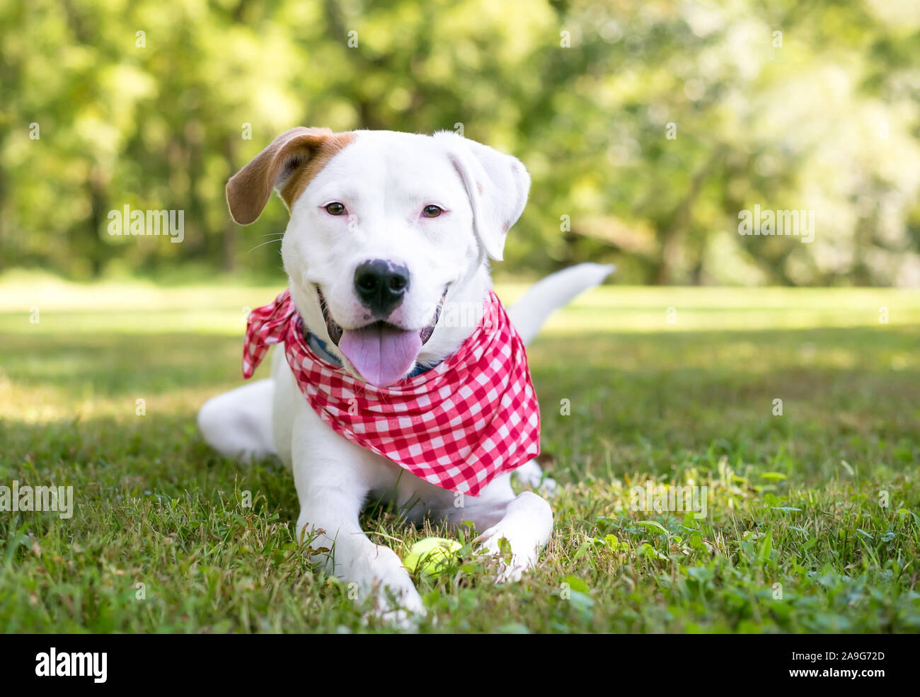 Eine weiße Retriever Mischling Hund mit braunen Abzeichen tragen eine rot-weiß karierten bandana und entspannen im Gras Stockfoto