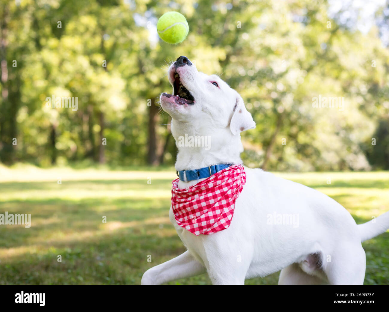 Eine weiße Retriever Mischling Hund mit braunen Abzeichen tragen eine rot-weiß karierten Bandana, fängt einen Ball in der Luft Stockfoto