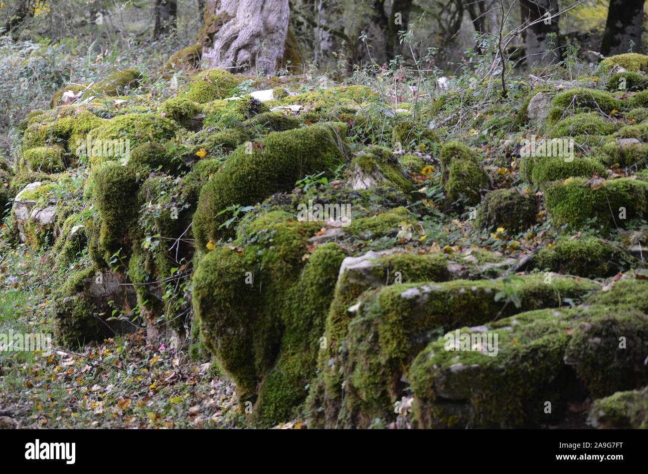 Moss, die den Boden einer Buche Wald in die Sierra de Urbasa Naturpark, Navarra Stockfoto