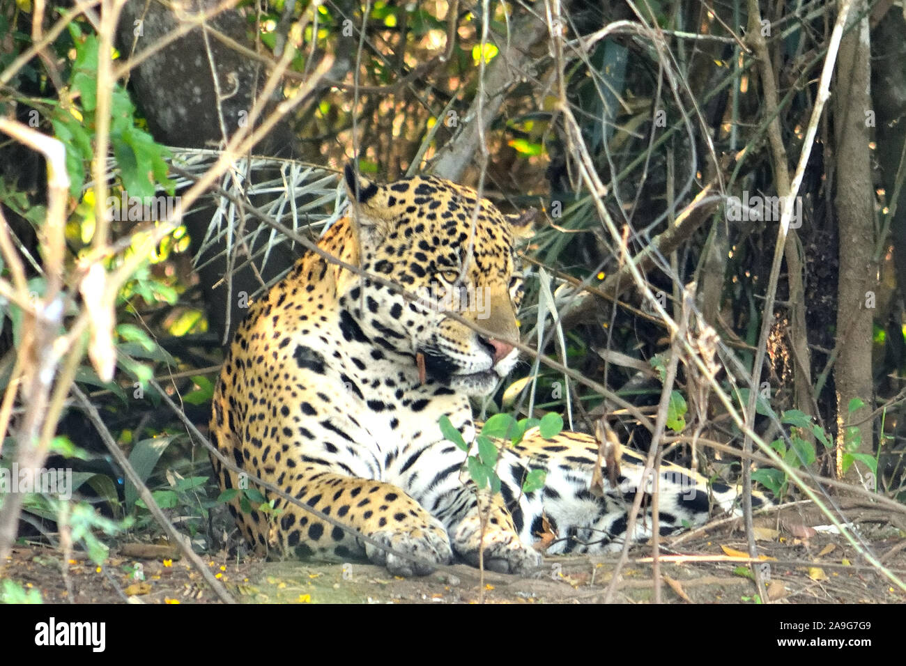 Jaguar Weibchen auf Rio Cuiaba Ufer, Porto Jofre, Brasilien. Stockfoto