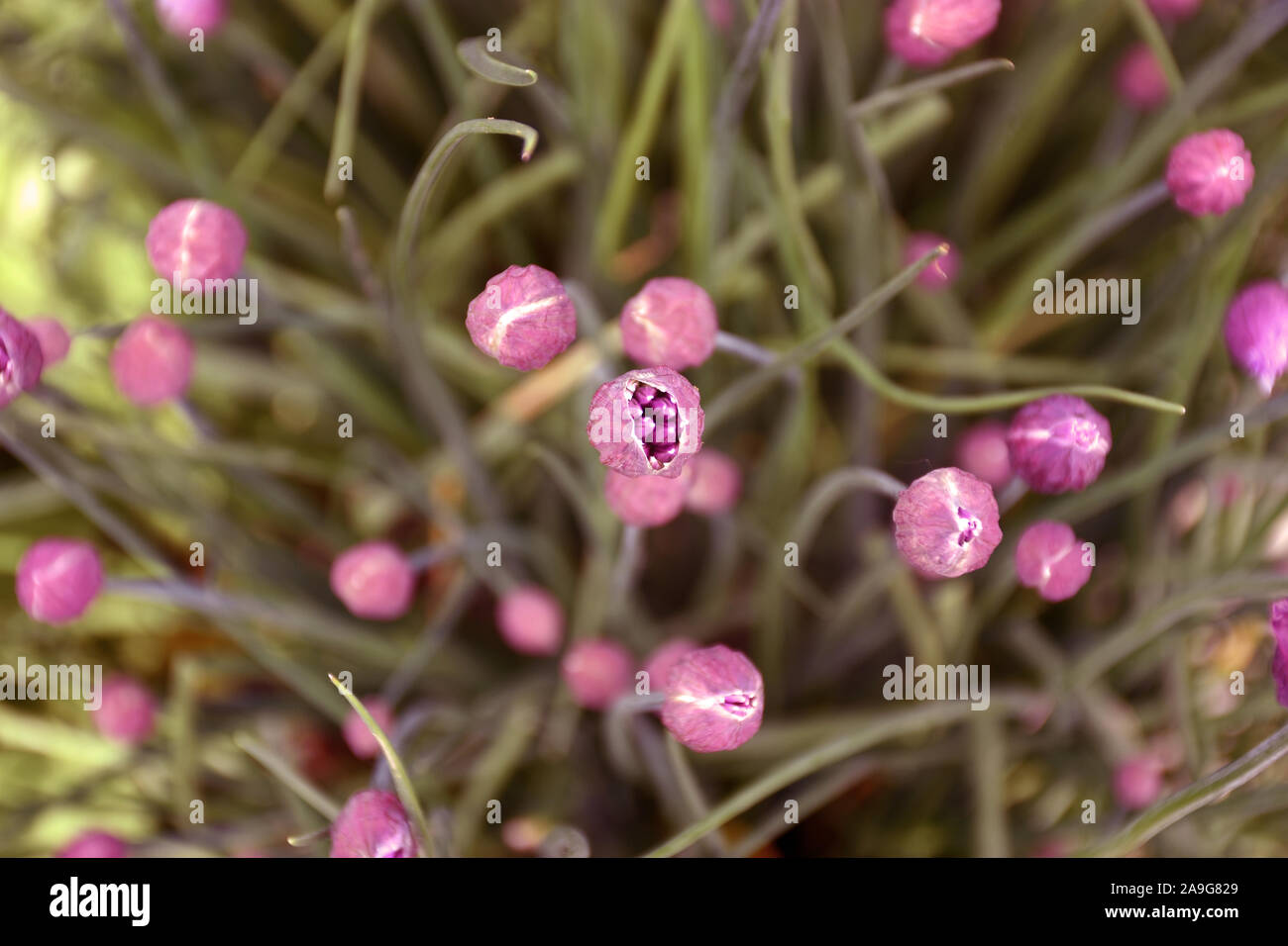 Geburt einer Zwiebel Blume. Beauty lila Blüte mit Morgen leuchtet. Stockfoto