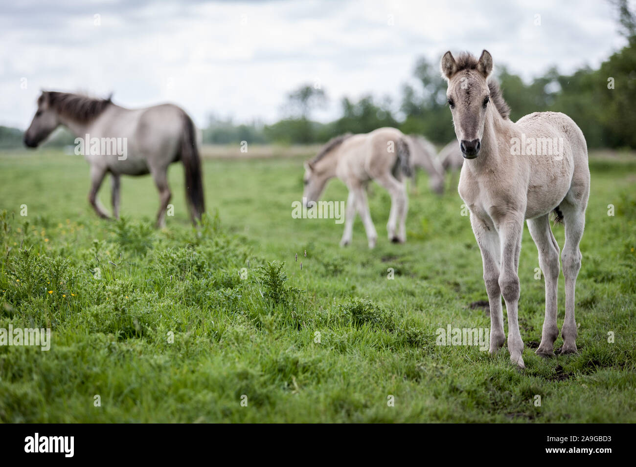 Konik fohlen Pferd. Wild Free Range feral Konik Pferde in ihrer ursprünglichen Umgebung am Oostvaardersplassen, Holland. Stockfoto